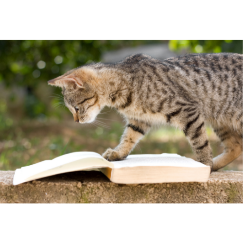 cat reading