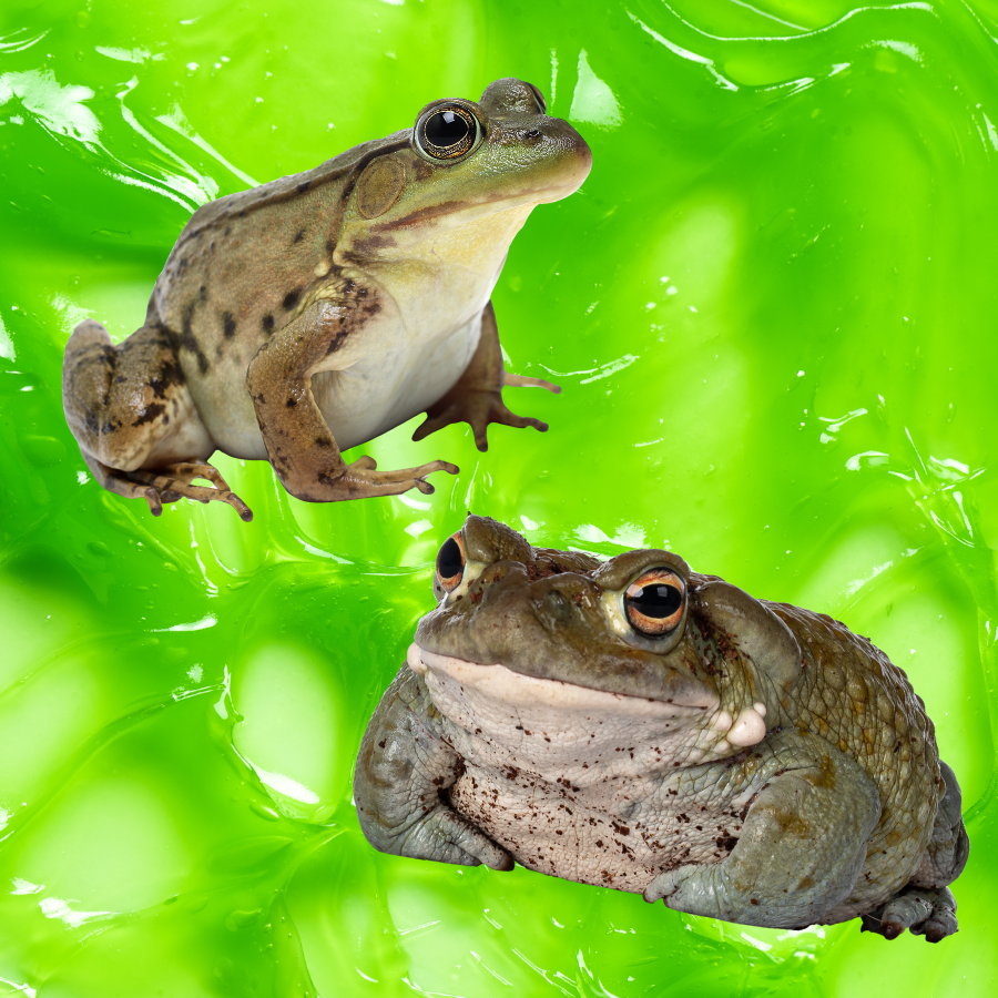 frog toad slime