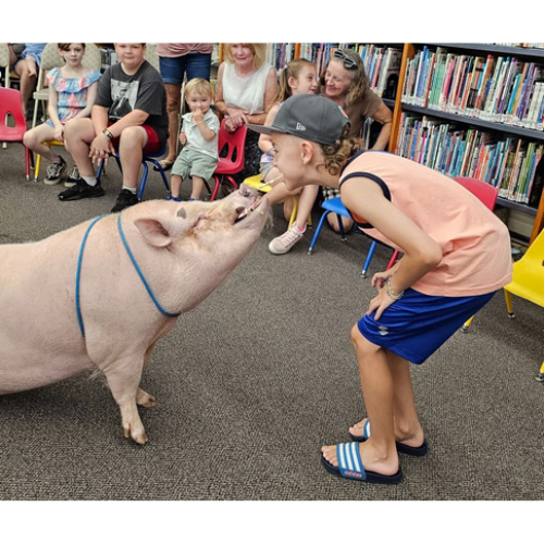 pig