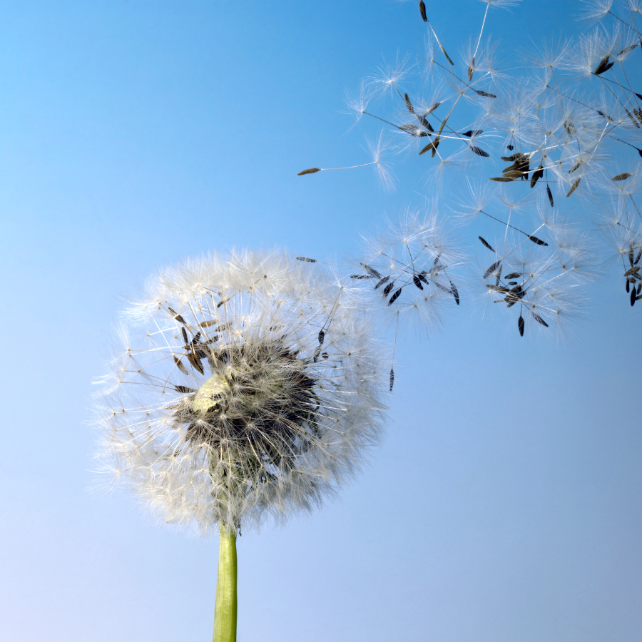 dandelion