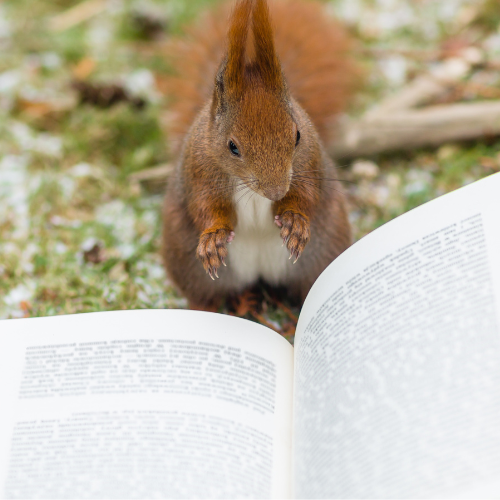 squirrel reading