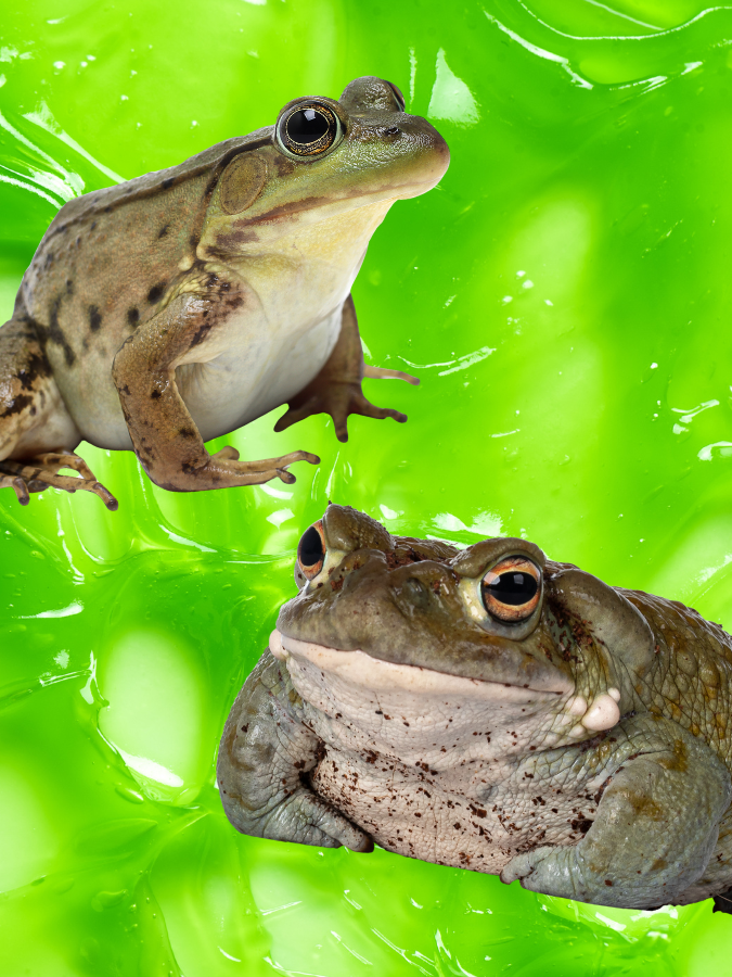 frog toad slime