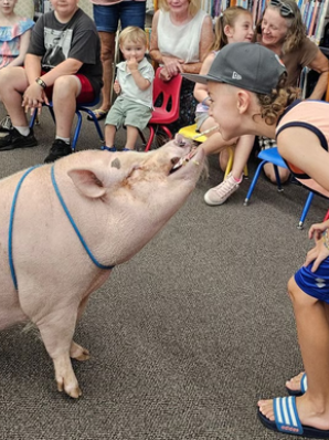 pig
