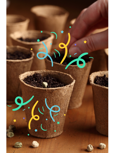 seed