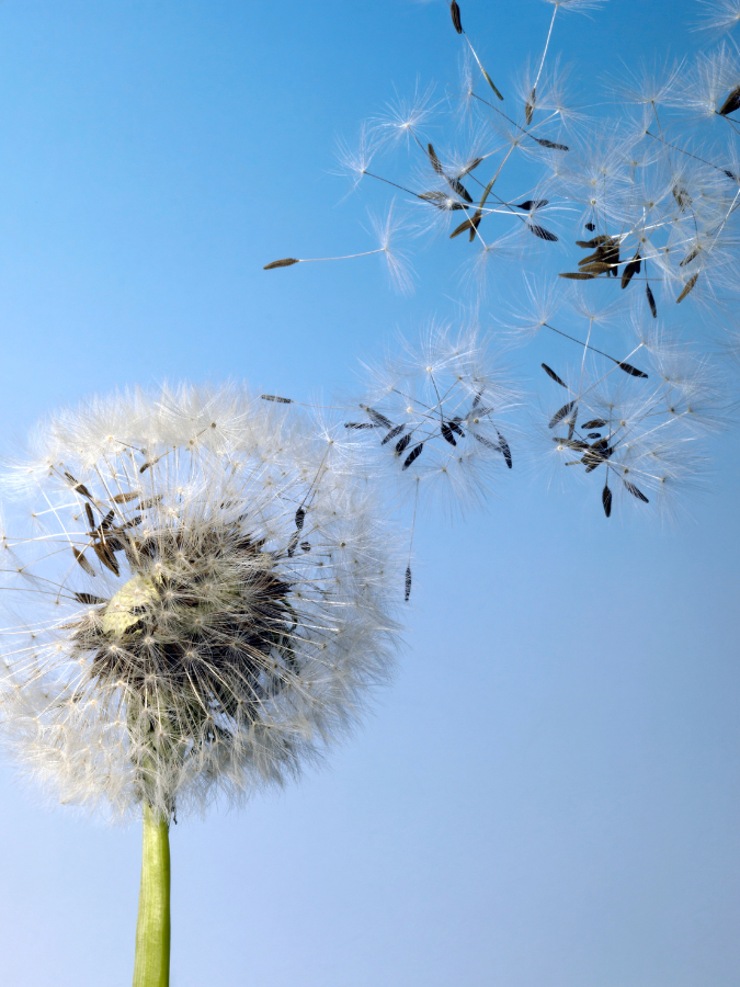 dandelion
